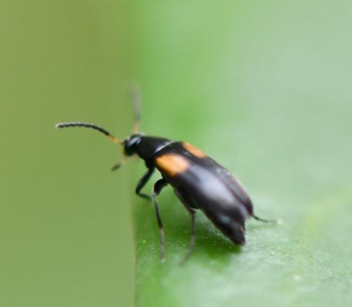 Réf. 300 636 : Anaspis fasciata